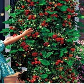 阳台草莓盆栽种植季节时间和注意事项