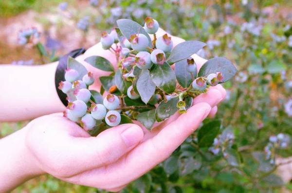 薄雾蓝莓品种好不好需要种两棵吗薄雾蓝莓品种介绍