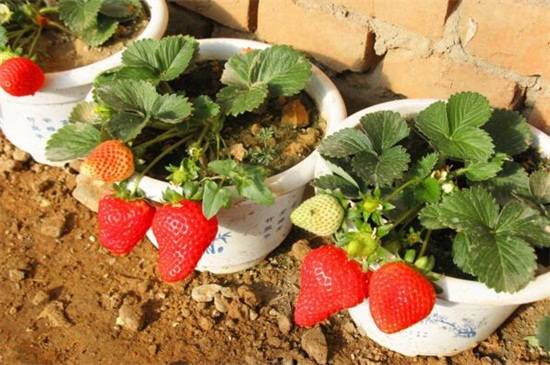 草莓盆栽怎么种?草莓盆栽的种植方法