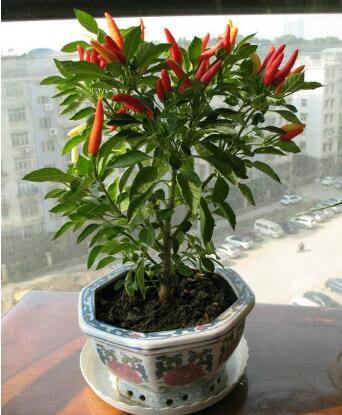 阳台怎么种朝天椒 种植方法分享