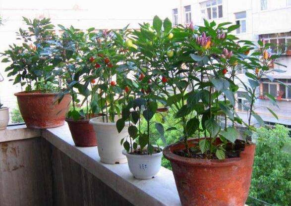 阳台怎么种朝天椒 种植方法分享