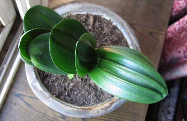 君子兰常见病害及防治方法汇总