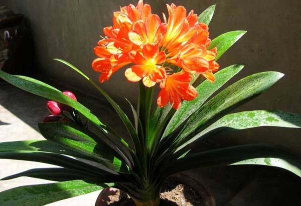 君子兰常见病害及防治方法汇总