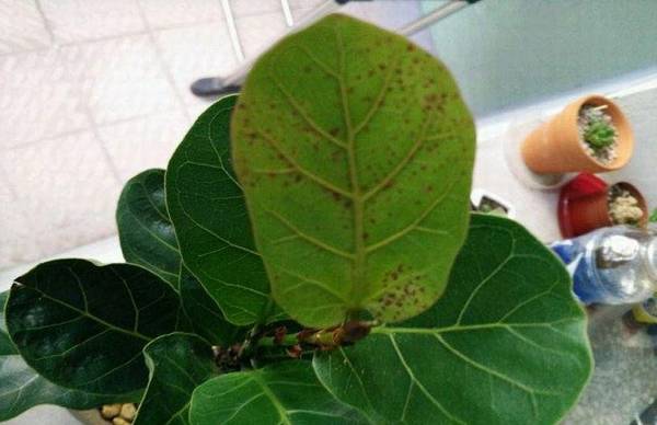 琴叶榕叶子长锈斑怎么救