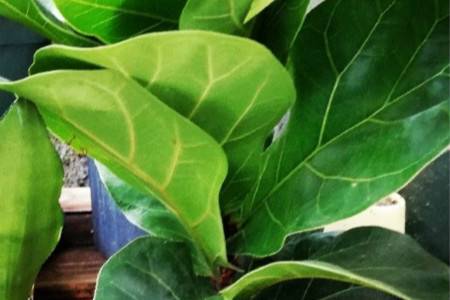 琴叶榕 琴叶榕叶子长锈斑怎么救