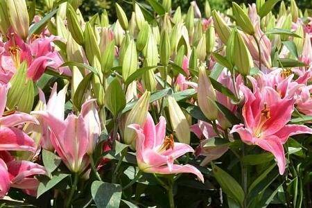 百合花的常见病害及防治方法