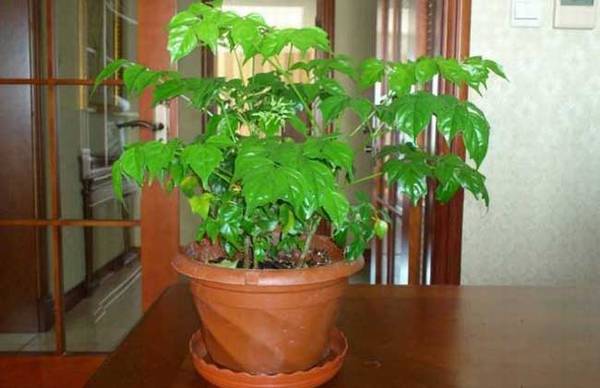 幸福树病虫害有哪些?养护要注意什么