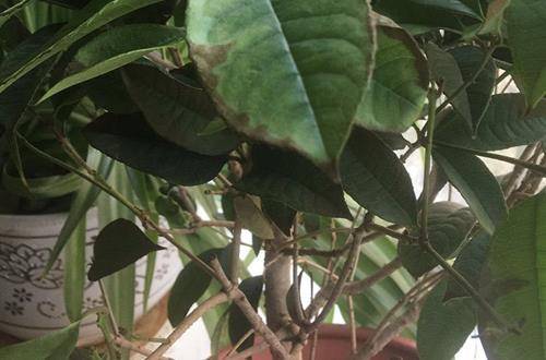 1554646528557562.jpg 桂花树叶尖叶缘发黑原因及养护方法