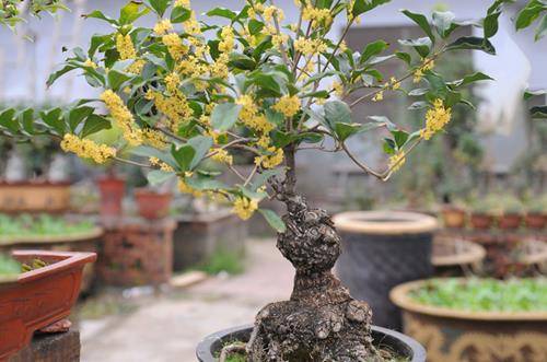 1554646538732530.jpg 桂花树叶尖叶缘发黑原因及养护方法