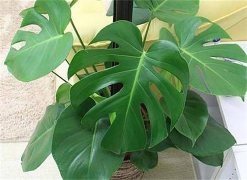 龟背竹叶子边缘发黄怎么养护处理