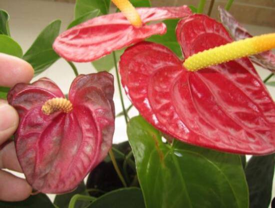 红掌花枯萎 红掌花枯萎了怎么办 原因及解决办法分析