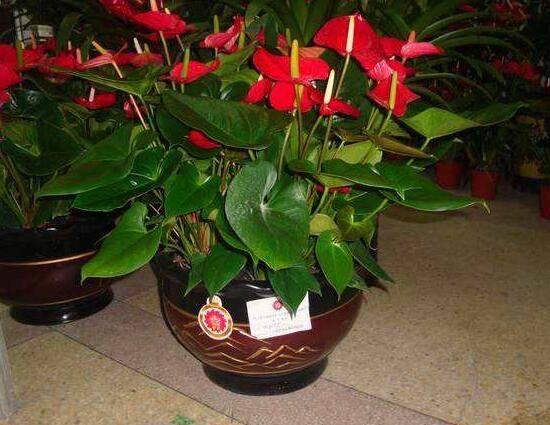 红掌花枯萎了怎么办 原因及解决办法分析