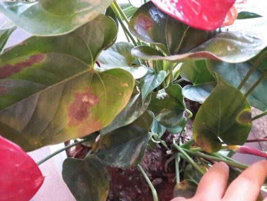 红掌花枯萎了怎么办 原因及解决办法分析