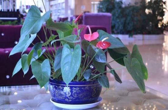 红掌花枯萎了怎么办 原因及解决办法分析