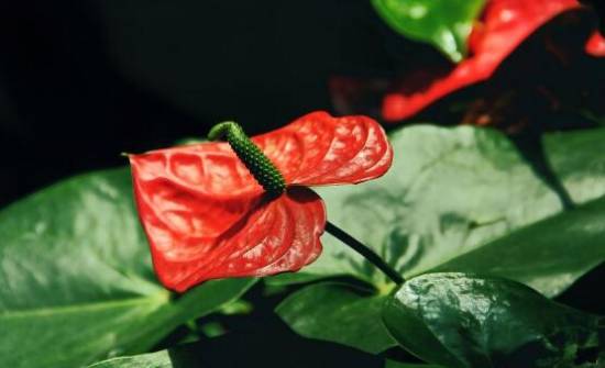 红掌花枯萎了怎么办 原因及解决办法分析