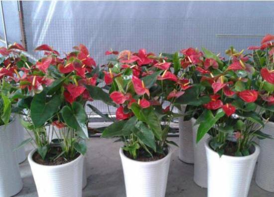 红掌花枯萎了怎么办 原因及解决办法分析
