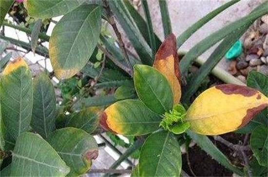 小叶栀子叶片发黄原因及解决办法