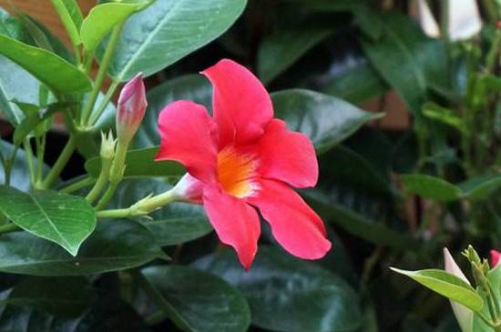 造成双喜藤黄叶不开花的主要原因分析