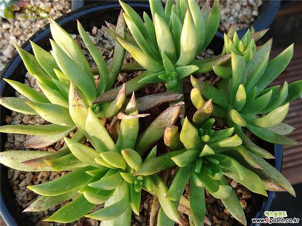 教你仙女杯青冈怎么养怎么浇水