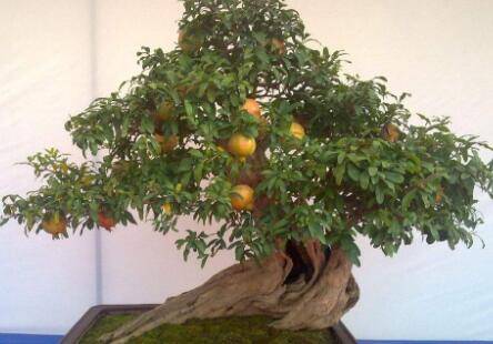 盆栽石榴烂根原因及养护技巧