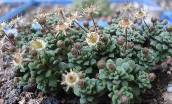 壁生魔南 教你魔南景天多肉的常见品种【图】怎么养怎么浇水