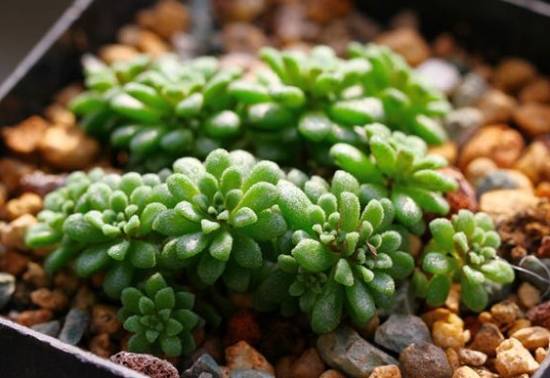 新魔南 教你魔南景天多肉的常见品种【图】怎么养怎么浇水