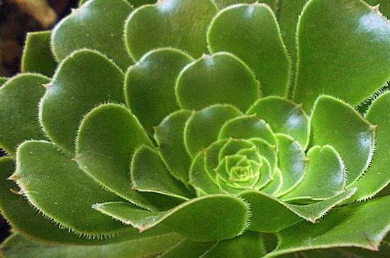 教你绿法师多肉有哪些品种怎么养怎么浇水