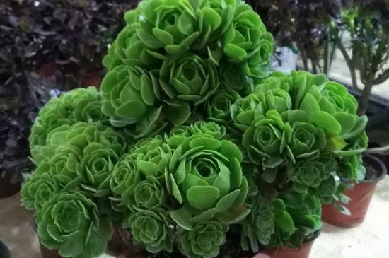 教你绿法师多肉有哪些品种怎么养怎么浇水