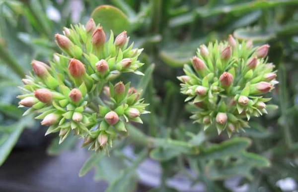 教你厚脸皮是什么植物怎么养怎么浇水