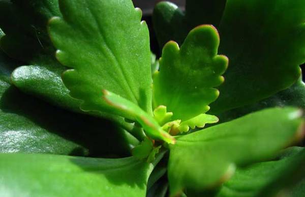 教你厚脸皮是什么植物怎么养怎么浇水