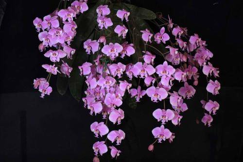 西雷利(西蕾丽)蝴蝶兰Phal.schilleriana_如何养好西雷利(西蕾