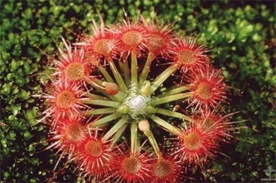 茅膏菜品种大全,带你见证最美8大品种_如何养好茅膏菜品种大全,