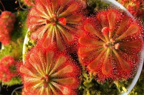 茅膏菜品种大全,带你见证最美8大品种_如何养好茅膏菜品种大全,