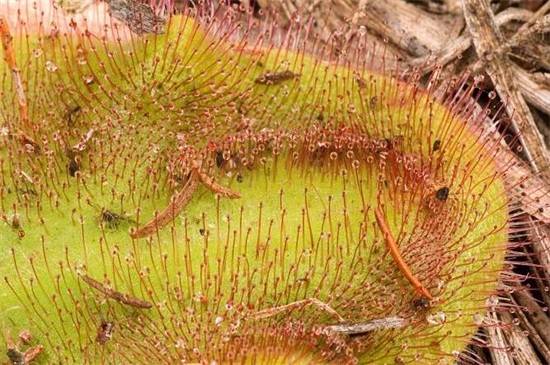 茅膏菜品种大全,带你见证最美8大品种_如何养好茅膏菜品种大全,