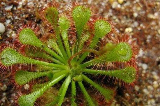 茅膏菜品种大全,带你见证最美8大品种_如何养好茅膏菜品种大全,