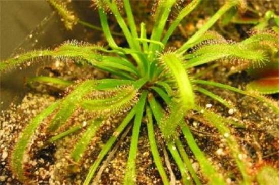 茅膏菜品种大全,带你见证最美8大品种_如何养好茅膏菜品种大全,