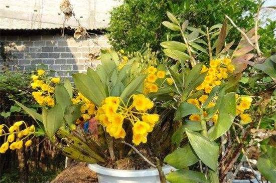 石斛兰十大常见品种介绍_如何养好石斛兰十大常见品种介绍的养殖