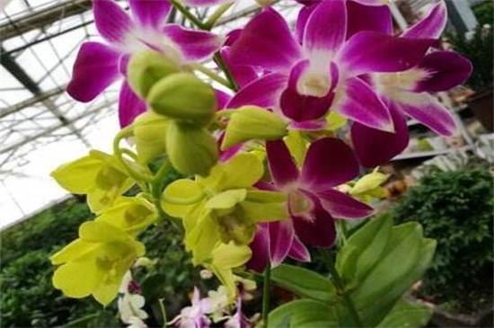 石斛兰十大常见品种介绍_如何养好石斛兰十大常见品种介绍的养殖