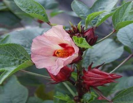 洛神花的土壤 洛神花_如何养好洛神花的养殖方法和技巧