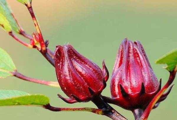 洛神花_如何养好洛神花的养殖方法和技巧