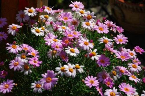 玛格丽特花是雏菊吗?_如何养好玛格丽特花是雏菊吗?的养殖方法