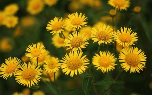 玛格丽特花是雏菊吗?_如何养好玛格丽特花是雏菊吗?的养殖方法