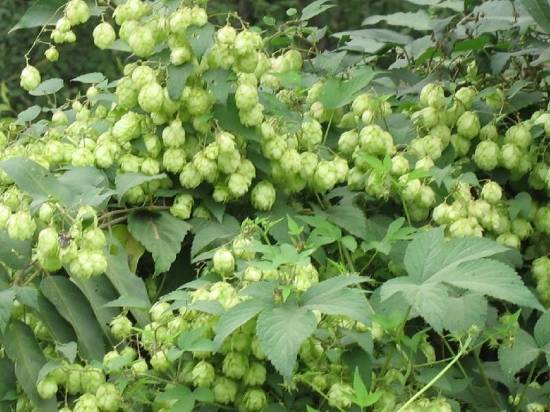 啤酒花主要价值 啤酒花长什么样【图】 酿酒必备原材料_如何养好啤酒花长什么样【