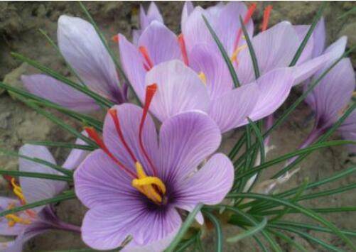 藏红花的功效和作用_如何养好藏红花的功效和作用的养殖方法和技