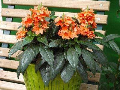 鸟尾花_如何养好鸟尾花的养殖方法和技巧