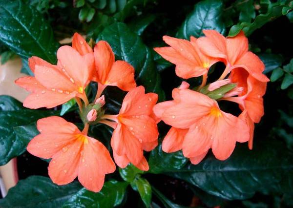 鸟尾花_如何养好鸟尾花的养殖方法和技巧