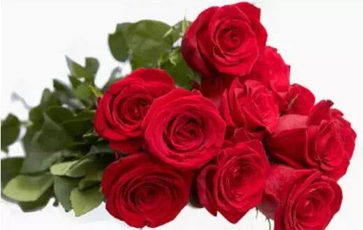 厄瓜多尔玫瑰品种大全_如何养好厄瓜多尔玫瑰品种大全的养殖方法