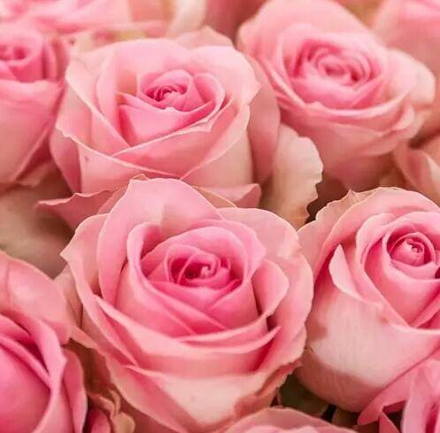 厄瓜多尔玫瑰品种大全_如何养好厄瓜多尔玫瑰品种大全的养殖方法