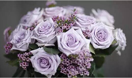 厄瓜多尔玫瑰品种大全_如何养好厄瓜多尔玫瑰品种大全的养殖方法