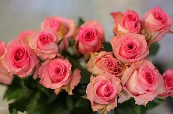 厄瓜多尔玫瑰品种大全_如何养好厄瓜多尔玫瑰品种大全的养殖方法